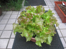 リボーンマイセルフレシピ「韓国風サラダ」