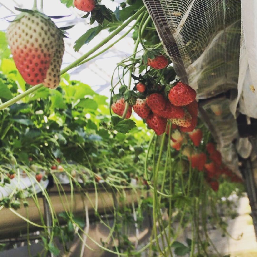 いちご狩り行ってきました♩