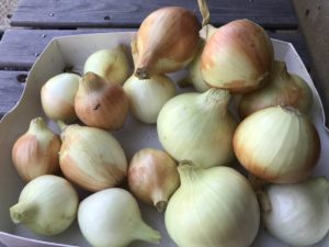 新玉ねぎのダイエット効果