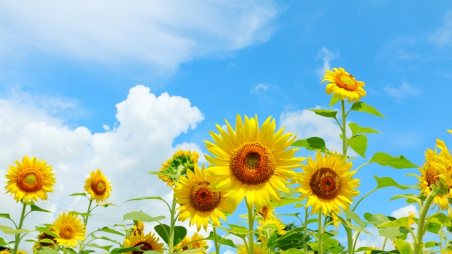 今から始めよう夏バテ対策！！