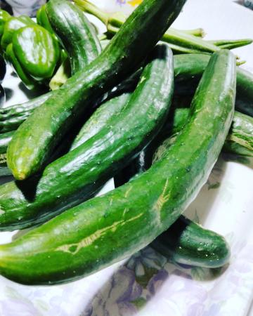 旬の夏野菜キュウリ