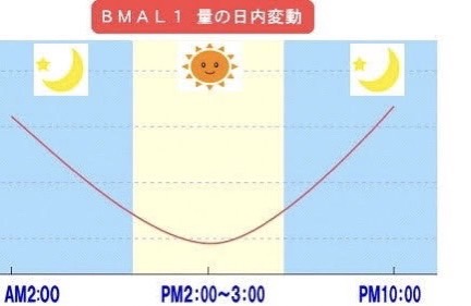 食事の時間帯、なぜ早めがいいの？