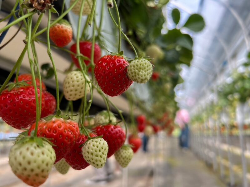 フルーツでビタミン補給✨