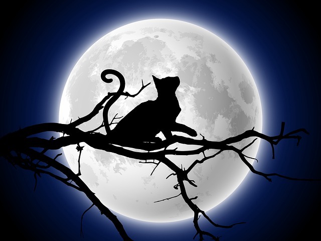 満月に木に乗った猫のシルエット