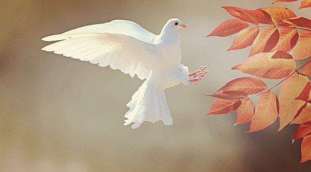 葉っぱの近くへ飛ぶ真っ白な鳩